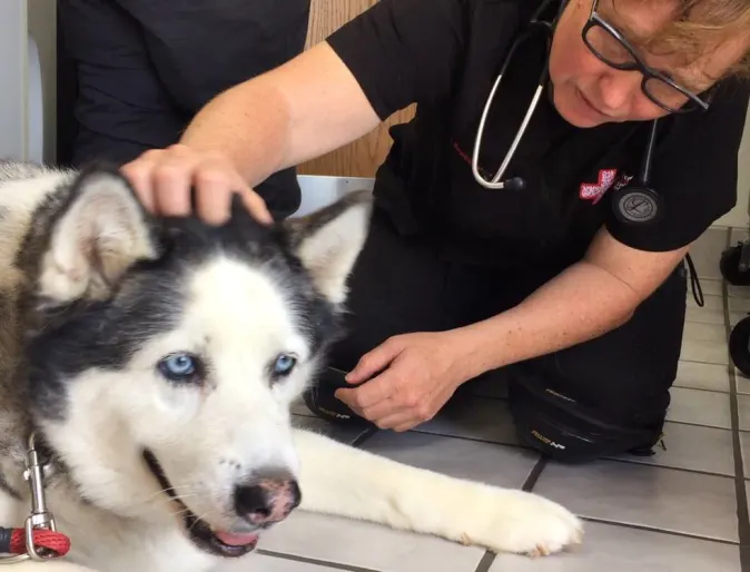 Staff with patient Bella the husky